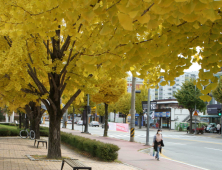 [포토]노란 은행나무의 향연