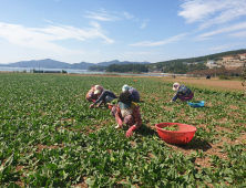 고성군, 제철 맞은 노지 시금치 본격 출하 [고성소식]