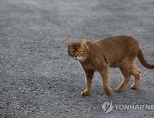 고양이 학대하고 죽인 취사병들…軍 