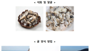 바다의 우유 '굴'…노로바이러스 식중독 피하려면?