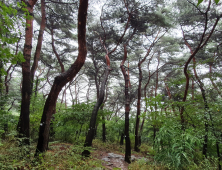 산림청, ‘국가 산림문화자산’ 10곳 신규 지정...총 80곳