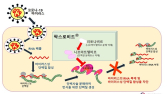 먹는 코로나치료제 '팍스로비드' 긴급사용승인