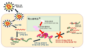 먹는 코로나치료제 '팍스로비드' 긴급사용승인