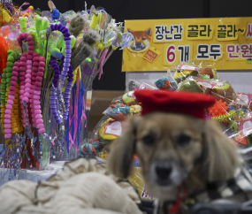 우리집 댕댕이를 위한 용품이 한자리에