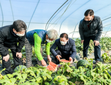 겨울에도 맛 좋은 함안수박, 전국으로 본격 출하 [함안소식]