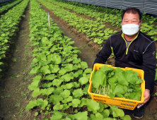 산청군, 신소득작목 육성 박차...고추냉이 쌈채소 판로개척 나서 [산청소식]