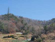 화순 도곡, 소나무재선충병 발생