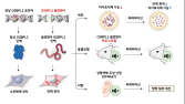 세브란스병원 연구진, 유전성 난청 발생기전 규명