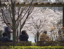 '벚꽃길' 따라 산책 즐기는 시민들