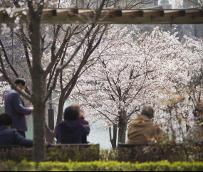 '벚꽃길' 따라 산책 즐기는 시민들