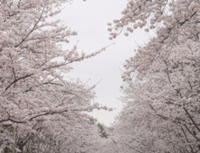 인천시, 3년 만에 벚꽃맞이 인천대공원·월미·수봉공원 등 전면 개방