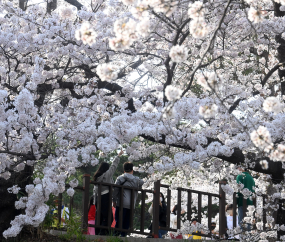 경포대는 벚꽃 천국