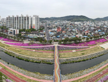 정읍천 둔치에 ‘보랏빛 꽃잔디 물결’