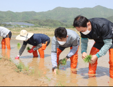 포항서 '첫 모내기'