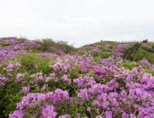 지리산 바래봉, 붉게 물든 철쭉 산허리 휘돌아 