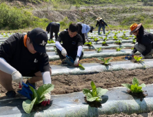 [포토]화천군 공무원들, 영농철 농촌 일손돕기 '구슬땀'