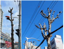 마구잡이로 싹둑…거리 위 닭발 가로수