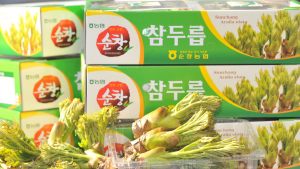 참두릅 주산지 순창, 올해 역대 최대 매출 63억여원 기록 