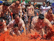 화천 토마토 축제 3년만에 재개… 내달 5일 개막