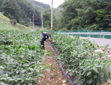 치솟는 채소값에 삼척 오지마을까지 농산물 절도...농민들 '한숨'