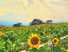 함안군, 제10회 강주해바라기 축제 개최 [중부경남]