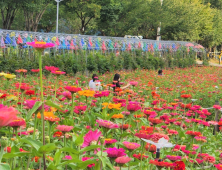 [포토] 평창백일홍축제…'천상의 화원'