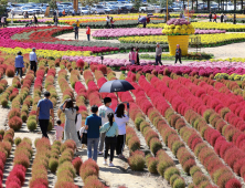 인제 가을꽃 축제… 주말 맞아 '성황’