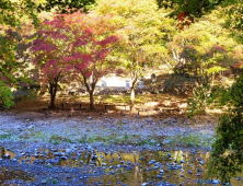 순창 강천산 애기단풍 햇빛에 ‘반짝반짝’