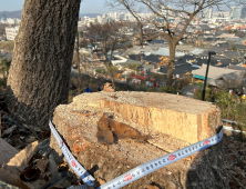 뭐가 중요한데...통째로 잘려나간 전주 오목대 상수리나무