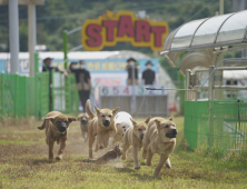 진도개 Dog스포츠 4일부터 시작