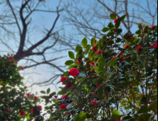 전주 치명자산 동백꽃 ‘봄날의 인사’