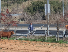 대낮 황소 탈주극