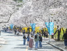 벚꽃 활짝 핀 영남대 캠퍼스…“봄나들이 어때요?”