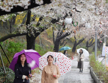 서울 벚꽃 명소 ‘봄비와 함께 엔딩…’