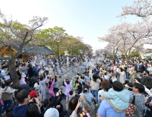 경주 벚꽃축제, '차 없는 안전한 축제' 마무리