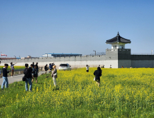 전주 도도동, 봄기운 가득 피운 노란 유채꽃 만개