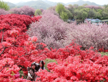 전주 완산공원 꽃동산, 불꽃놀이보다 화사한 봄꽃놀이  