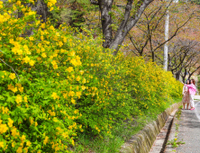 노란 황매화 물결 수놓은 산청 황매산 가는길 [포토뉴스]