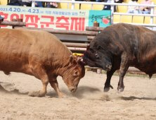 전국 최고 ‘힘센’ 소 가리자﻿…의령 소 힘겨루기대회 열전 돌입