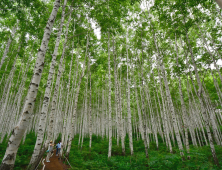 산림청 '명품숲길' 인제 자작나무 숲 내달 3일 개방