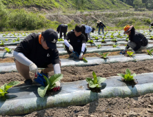 화천군청 공무원들 농촌 들녘으로 출동… 일손돕기 '구슬땀'