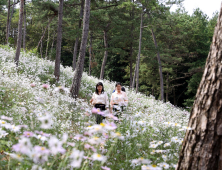 ‘가을 진객’ 산기슭에 핀 구절초