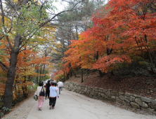 ‘이색 단풍’ 화려한 그 곳…봉화군 가을 여행객 발길 유혹 [기획]