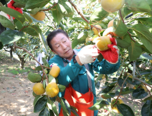 조근제 함안군수, 단감 수확 참여‥농촌일손돕기 적극 추진 [함안소식]