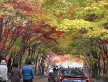 '울긋불긋' 물든 단풍[쿠키포토]