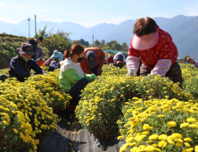 산청지역자활센터, 국화 수확 돌입 [산청소식]