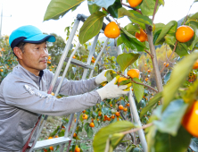 산청곶감 원료감 ‘고종시’ 수확 구슬땀 [산청소식]