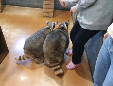 이제 동물 못 만진다…동물원 ‘등록제→허가제’ 변경