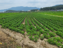 전남도, 전략작물직불금 3만명‧403억 확정