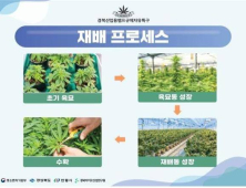 경북도, 대마(헴프)에서 항산화 활성 및 항염 효능 확인 